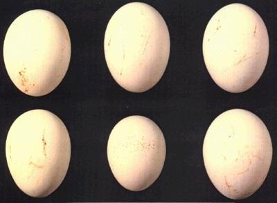 A tvättade A B Ägg med något större smutsfläckar klassas som smutsiga. OBS! ägget i mitten längst ner med flugsmuts.