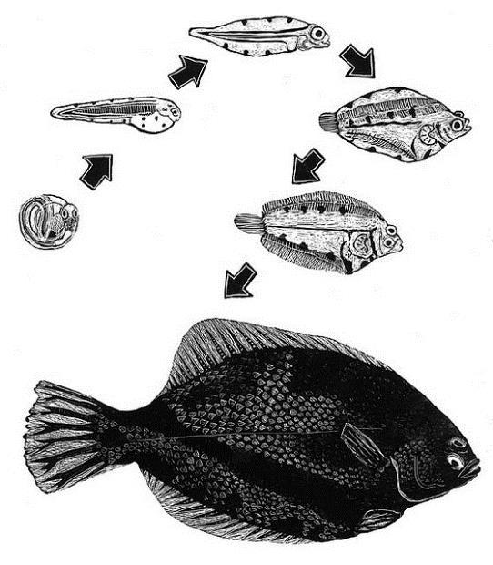 2. 1. 3. Figur 4. Livscykel hos flundra: 1. äggstadiet (pelagiskt fritt svävande i vattenmassan eller demersalt med utveckling på botten); 2. larvstadiet (pelagiskt i vattenmassan); 3.