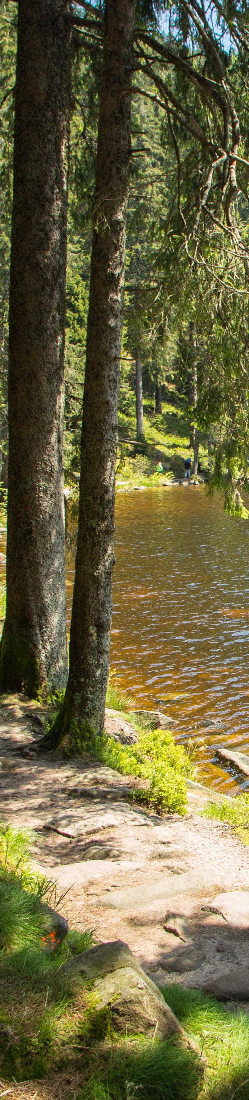 FÖRENINGEN SVERIGES STADSTRÄDGÅRDMÄSTARE Hej! Samma visa så här års, dygnet räcker inte till. Våren rusar förbi och innan man hinner blinka är det Midsommar.