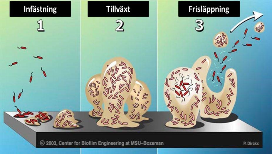 Biofilm Andra egenskaper än frilevande bakterier Ökad resistens mot