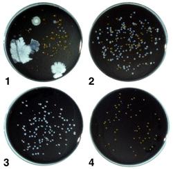 Försök bioreaktor Uppodling av typbiofilm utan Legionella i bioreaktor Legionella