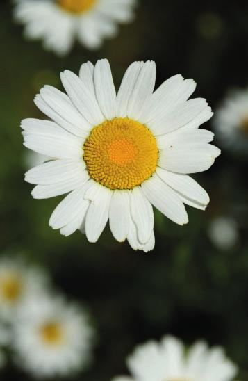 TIDER FÖR UTPLANTERING/ DEKORATION PÅSKDEKORATION med Påskliljor (Tête-à-Tëte) Utplantering sker under påskveckan. Beställning senast två veckor innan skärtorsdag.