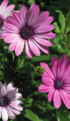 HÖSTBLOMMOR Utplantering sker i mitten av september. Beställning senast 31 augusti. VINTERDEKORATION Dekorationen läggs ut på graven under allhelgonaveckan.