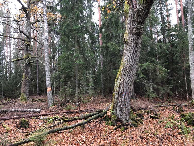 Untra naturvårdsplan Naturvårdsåtgärder och inventeringar gjorda på Fortums mark vid nedre Dalälven 2018