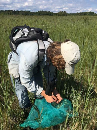 En rad naturinventeringar har genomförts vid Ambricka.