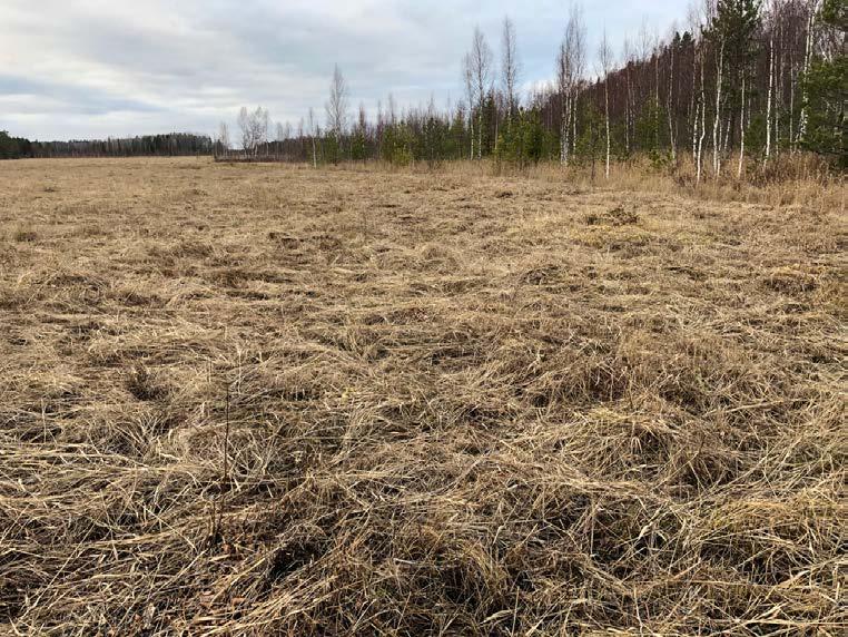 Foto Pär Eriksson Kärret vid Ambricka har här röjts och ska