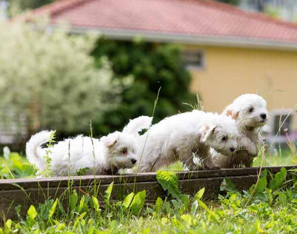 Annonsera gratis på Köpahund.se Är du uppfödare inom SKK kan du enkelt och kostnadsfritt annonsera din registrerade valpkull på Köpahund.