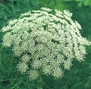 visnaga Green Mist