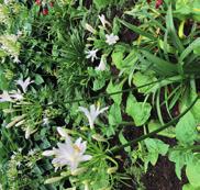 Lobelia speciose