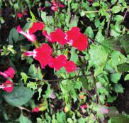 Euphorbia chamaesyce