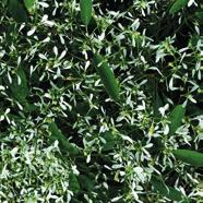 Salvia Hot