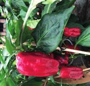 Enichacea Cayenne Spirit Pink,