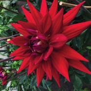 Dahlia