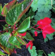 visnaga Green Mist Begonia x hybrida