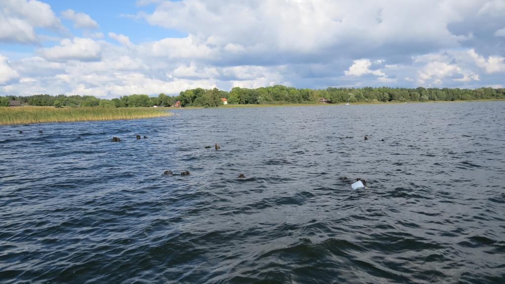 5(13) och botten var täckt med små barkflagor. Vid vasskanten på 1,4 meters djup var bottenvegetationen gles, men på 2-3 meters djup väte rikligt med vattenpest.