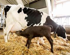 Virta-energifodret höj produktionen till nya rekord Med Virta-energifoder får du mera: Produktion Rentav 2kg mer mjölk per ko/dag!