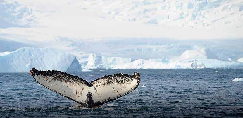 Club Eriks noga utvalda upplevelser Kryssning Antarktis & Argentina med Hurtigruten till Antarktiska halvön Argentina - Antarktis För mer än 100 år sedan tävlade Amundsen och Scott om att komma först