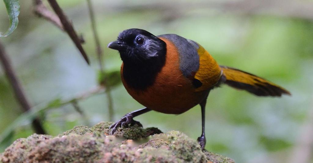 Collared Laughingthrush. Foto: Bao Nguyen 3 apr.