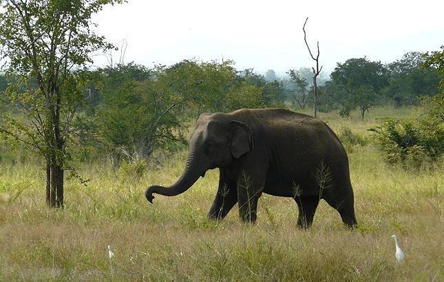 DAG-TILL-DAG PROGRAM 27 nov. Samling på Colombo International Airport för vidare transport till Kitulgala som är en liten stad i västra Sri Lanka.