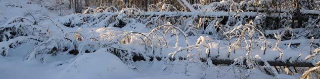 Källmyrvägen Översiktskarta Naturhänsyn bedömd av Skogsstyrelsen nov 2010. Bedömning efter avverkning, då det ej fanns andra offentliga Polytaxobjekt.