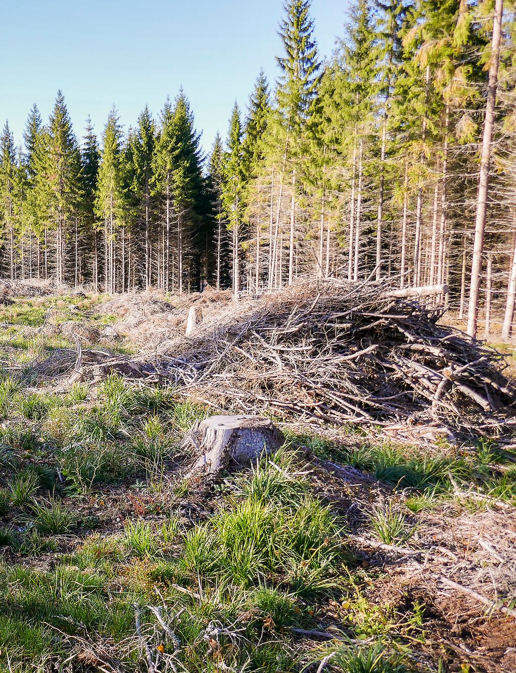 skogsbränsleuttag och