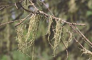 Naturvård Naturområden med mycket höga naturvärden, som är unika i Sverige, har utpekats som riksintresseområden. Detsamma gäller för det rörliga friluftslivet.