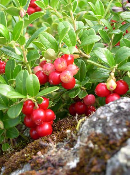 Natura 2000-områden ingår i EU:s nätverk över speciellt skyddsvärda naturmiljöer, vilka samtliga är av riksintresse. Majoriteten av Natura 2000-områden är idag redan skyddade som ex naturreservat.