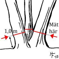5.5 Mätning av stamomfång/stamdiameter Mätningen av stamomfång/stamdiameter ska göras på en meters höjd över mark då detta är den höjd som plantskolorna använder sig av då de mäter stamomkretsen.