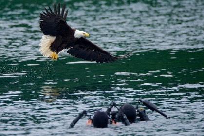 Laxhajar i Alaska Under ej par veckor per år finns det möjligheten aj snorkla med en relavvt okänd kusin Vll mako- och vithajen i Alaska, nämligen den mytomspunna laxhajen, Lamna ditropis.