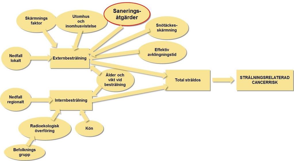 s.k. helkroppsmätningar kan man detektera hur stor aktivitetsmängd av dessa isotoper som drabbade individer har fått i sig.