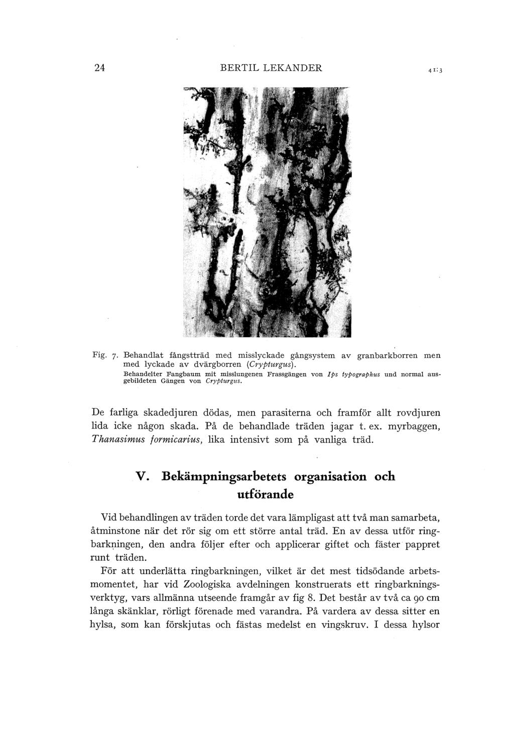 24 BERTIL LEKANDER Fig. 7 Behandlat fångstträd med misslyckade gångsystem av granbarkborren men med lyckade av dvärgborren (Crypturgus). Behandelter Fangbaum mit misstungenen Frassgängen von!