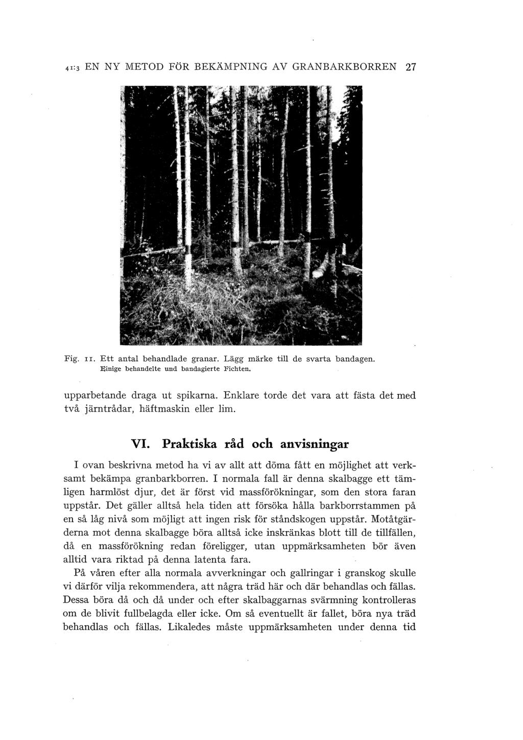 41:3 EN NY METOD FÖR BEKÄMPNING A V GRANBARKBORREN 27 Fig. rr. Ett antal behandlade granar. Lägg märke till de svarta bandagen. Einige behandelte und bandagierte Fichten.