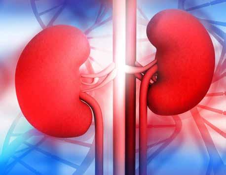 RENAL VASKULIT Mårten Segelmark är godartade och självbegränsande. Hos vuxna är det vanligare med ett ilsket förlopp och flertalet har njurengagemang.