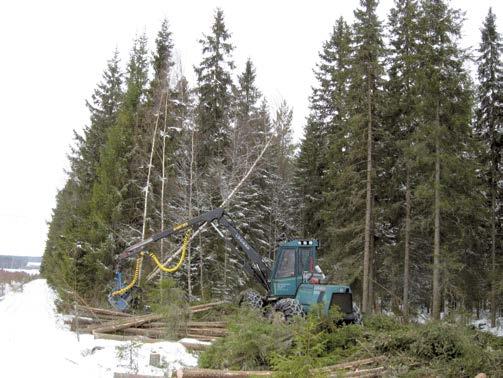 Träd som toppkapats behöver inte avverkas genast.