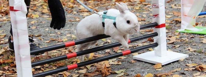 Kaninhoppning i Trollhättan Hej alla kaninhoppare! Kaninhoppningen i Trollhättan drar igång igen den 3 september kl 18-19,30 i våran egna lokal på Magnetvägen 20 i Trollhättan.