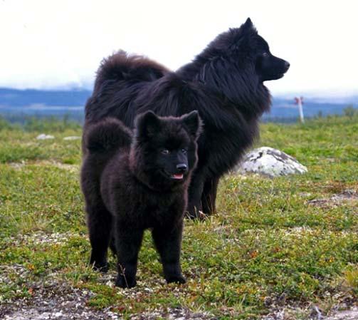 Evolutionärt sett nylig hybridisering mellan hund och varg i Skandinavien (Klütsch et al.