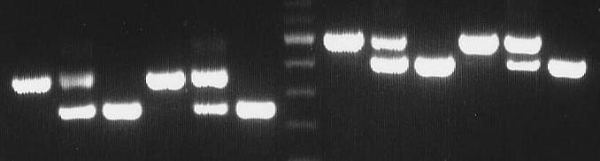 Figure S5 a protein WW PDZ RA FERM