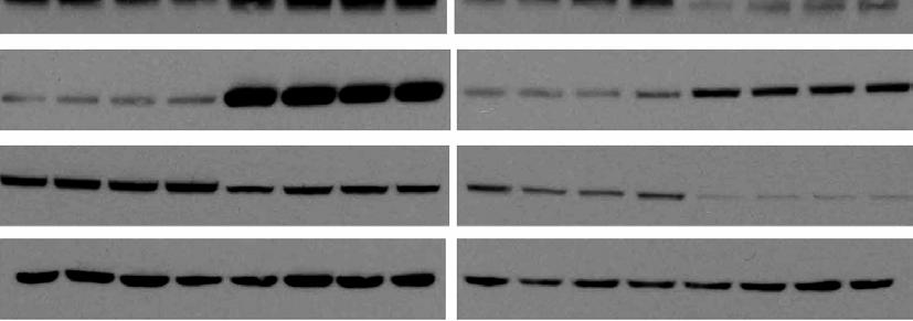 409 bp 245 bp c Actin / d e Cortex