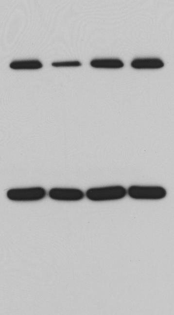 Figure S9 b c Lysate