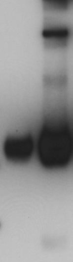 western blot for