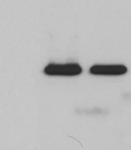 FERM / Lysate