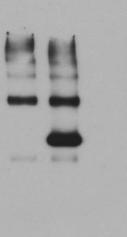 monomer ERK1 f