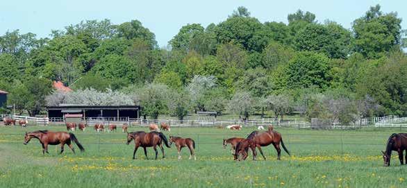 Deweycheatumnhowe Sto 7/ Maharajah Tricia Zola Boko Hingst 5/4 Maharajah Tunika Zola Boko Hingst 2/2 From Above Twist of Lemon Credit Winner Sto 20/4 Walner Under the Table