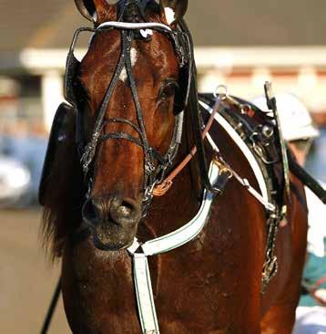 Halva startfältet har Solvalla som sin hemmabana och Who s Who får tipsnicken i Jubileumspokalen 209. Motstånd saknas dock verkligen inte!