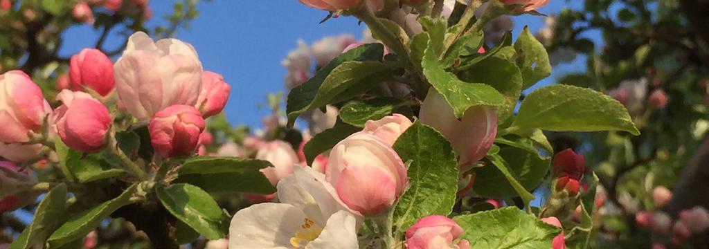 Pastorns funderingar Förra våren planterade vi ett äppelträd i vår trädgård och vi funderade ganska mycket på om det skulle klara den hårda vintern. Har vi planterat det rätt?