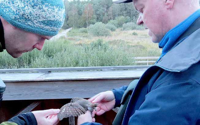 sparvugglor. Huvuddelen av ugglorna märktes mellan mitten av september tom mitten av oktober med toppar 5-dagarsperioderna 21-25 september samt 6-10 oktober.