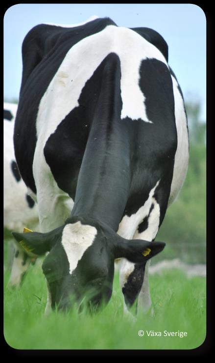 Tillsammans för bättre klövhälsa! Hur kan vi öka samarbetet mellan veterinärer och klövvårdare?