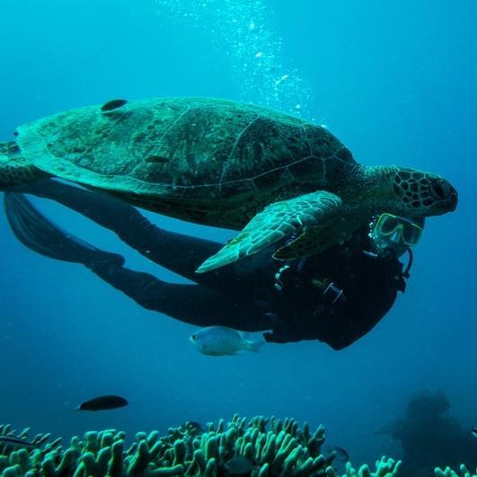 Sedan åkte jag tillbaka till Cairns för mer dykning, en snabbis till Bali för ännu mer dykning, snorkling med mantor, besöka tempel och risfält.