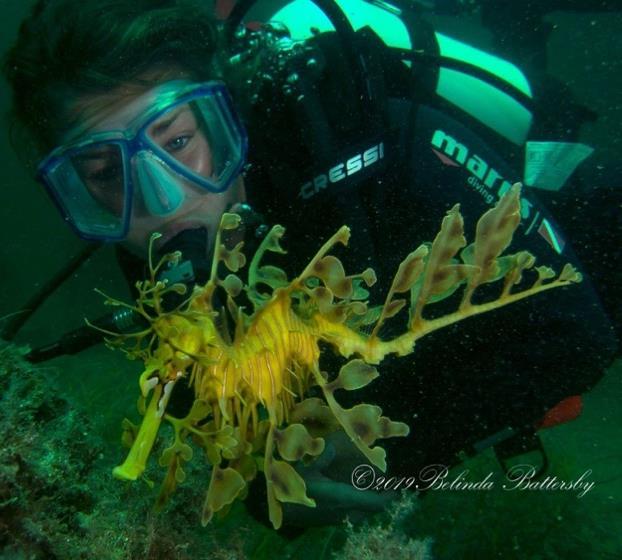 hitta den unika och kända flikfisken (Leafy Seadragon) som endast finns på Australiens syd- och västkust.