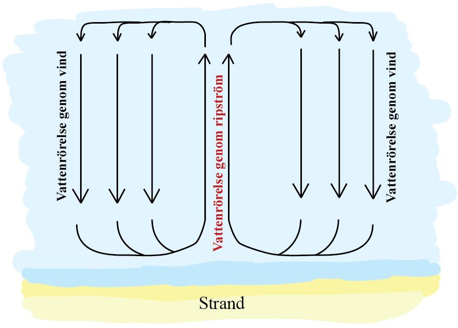 Fig. 10, En ripström bildas genom att det finns ett överflöd av vatten mot strandkanten och detta rör sig ut i en smal ström för att balansera ut skillnaderna i vattennivå,(reineck & Singh 1980;